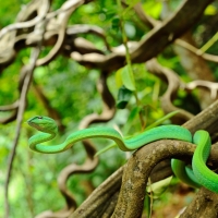 Oriental Vine Snake