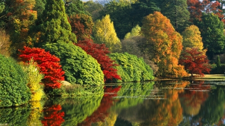 autumn forest - pretty, colors, trees, autumn