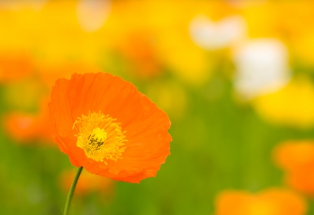 FLOWERS - leaves, petals, nature, colors