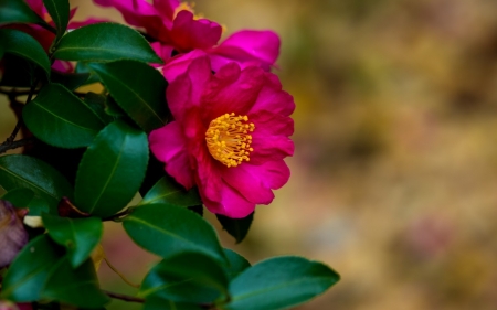 FLOWERS - leaves, petals, nature, colors