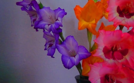 GLADIOLUS - leaves, petals, colors, stem