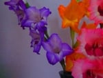 GLADIOLUS