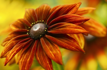 FLOWERS - leaves, petals, nature, colors