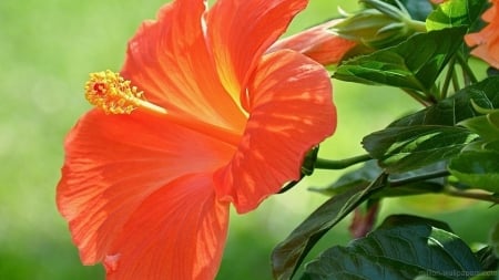 HIBISCUS - leaves, petals, colors, stem