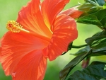 HIBISCUS