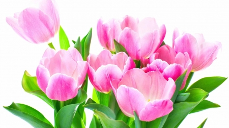 TULIPS - leaves, stems, petals, colors