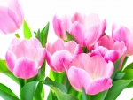 TULIPS