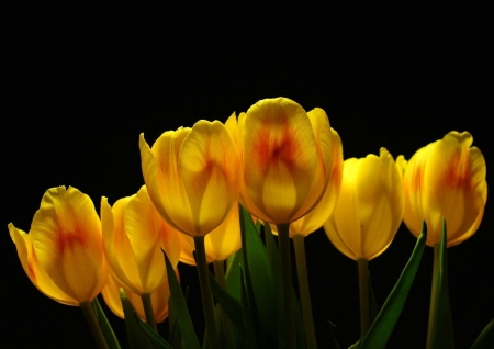 TULIPS - leaves, stems, petals, colors