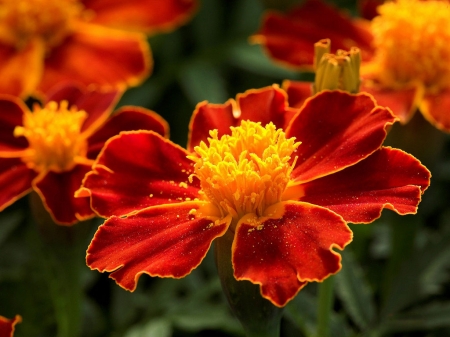 MARIGOLDS - leaves, stems, petals, colors