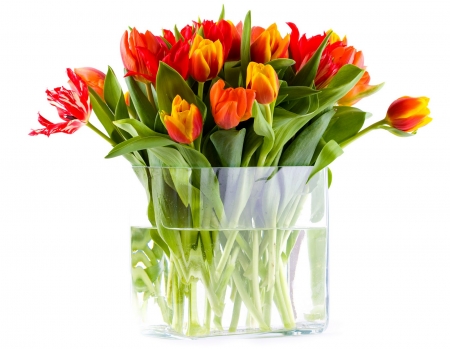 TULIPS - leaves, stems, petals, colors