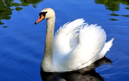 SWAN - WINGS, COLORS, FEATHERS, WATER