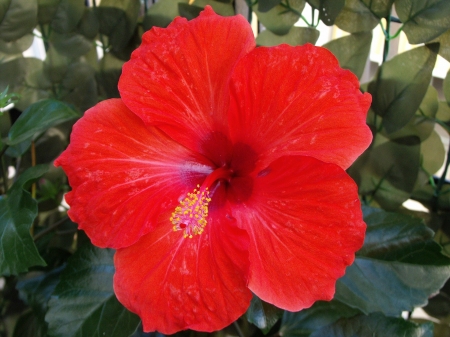 HIBISCUS - leaves, petals, nature, colors