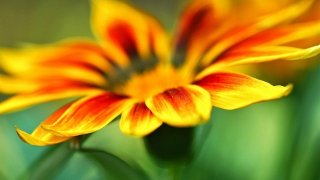 FLOWER - leaves, petals, colors, stem