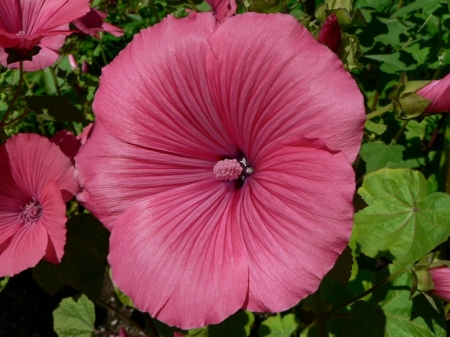 FLOWERS - leaves, petals, nature, colors