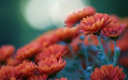 CHRYSANTHEMUMS - leaves, stems, petals, colors