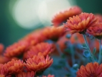 CHRYSANTHEMUMS