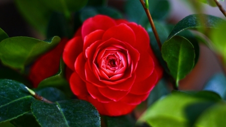 CAMELLIA - COLORS, LEAVES, STEMS, PETALS