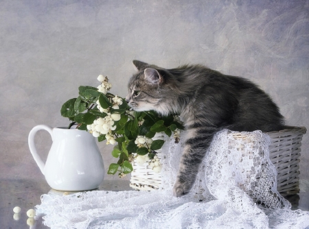 Sweet Scent - flowers, pitcher, basket, table, lace, adorable, sweet, cat