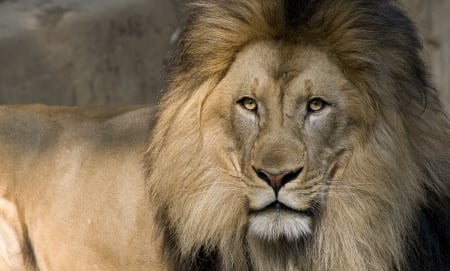 LEO THE LION - STARE, BIG, CAT, MANE