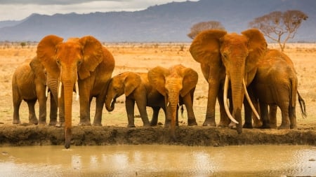 Elephant family - animal, famimy, elephant, wild