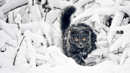 Cat in snow - animal, kitten, feline, snow, cat