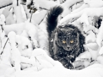 Cat in snow