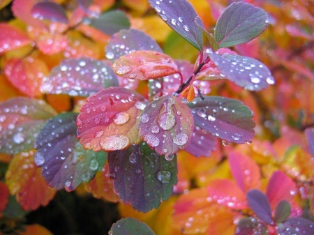 colorful leaf - colorful, leaf, dew, drops