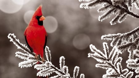 beautiful bird - cardnal, tree, birds, red