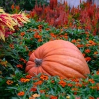 great pumpkin