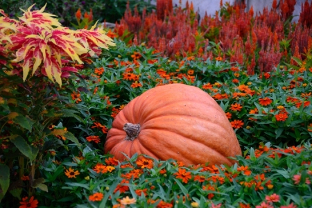 great pumpkin - patch, big, pumpkin, autumn