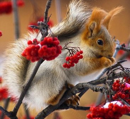 good food - beautiful, photography, squirrels, cool, animals