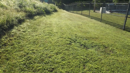 Early morning - line of mowed and unmowed grass, grass, glittering in the sun, green