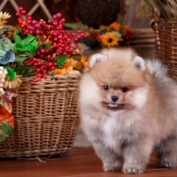 Cute pomeranian spits