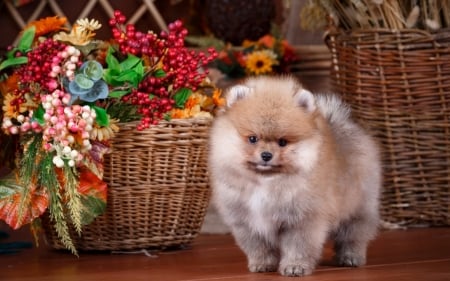 Cute pomeranian spits - autumn, adorable, puppy, spits, dog, baskret, sweet, flowers, cute