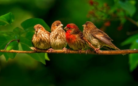 Birds on branch