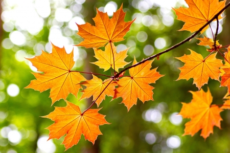 Autumn - fall, autumn, green, orange, leaf