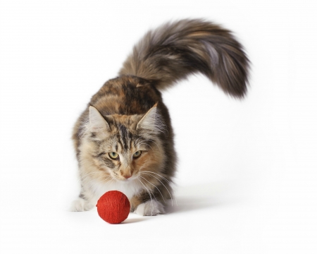 Cat - ball, white, red, pisica, animal, cat