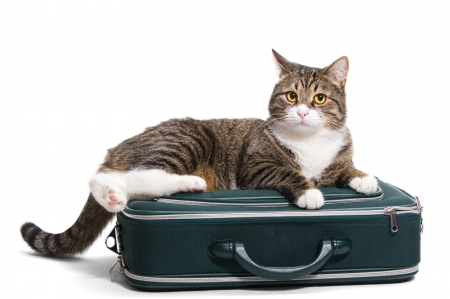 Cat - white, animal, pisica, suitcase, cat