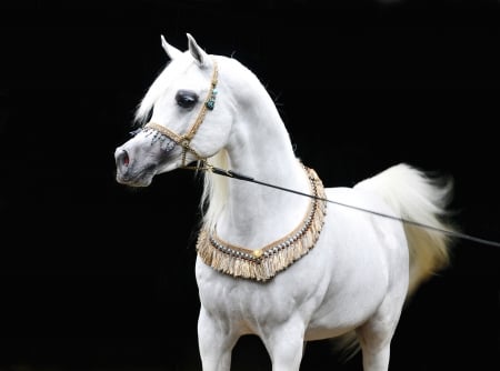 Majestic horse - run, white, animal, horse