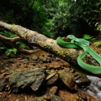 Oriental Whip Snake