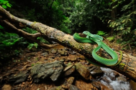 Oriental Whip Snake - whip snake, reptile, oriental whip snake, snake