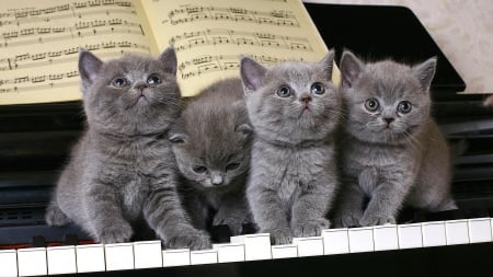 Curious Kitties - music, instrument, cute, cubs, paper