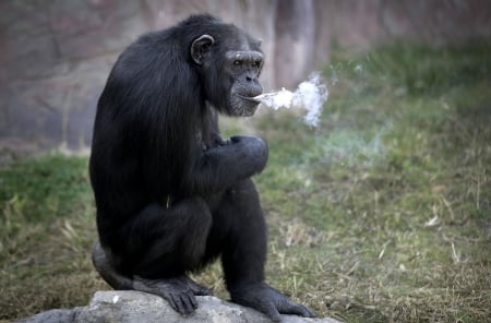 Gotta light... - 19 years old, chimpanzee, female, central zoo, north korea, october 2016, pyongyang, she does not inhale