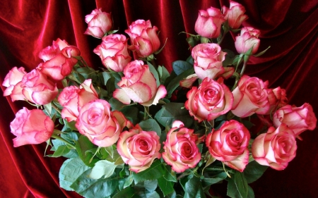 Roses - flowers, bouquet, roses, pink