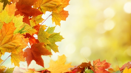 Autumn - bokeh, fall, autumn, maple, leaves