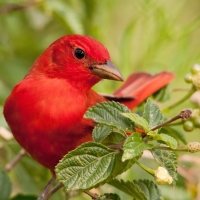 Red bird