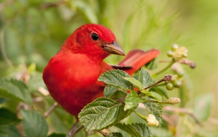 Red bird - animal, forest, bird, red