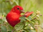 Red bird