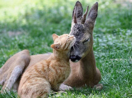 Love - animal, kitten, deer, kiss, love, cat