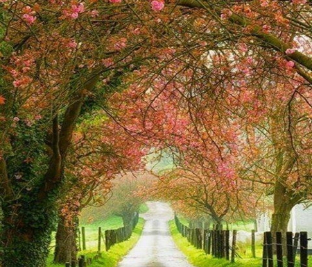 Arches - arches, leaves, walok, trees